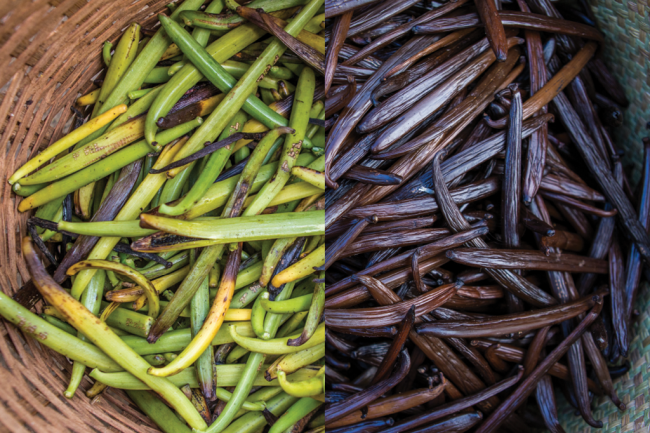 100 kg de favas frescas (à esquerda) viram 15 kg de baunilha seca (à direita) – cada fava rende sete bolas de sorvete. (Fellipe Abreu/Reprodução)