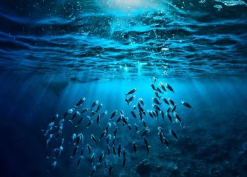 APELO POR REVITALIZAÇÃO MARCA DIA MUNDIAL DOS OCEANOS 2022