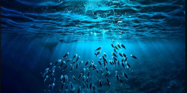 APELO POR REVITALIZAÇÃO MARCA DIA MUNDIAL DOS OCEANOS 2022