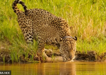 INSTITUTO DE ONÇA DA NOVELA ‘PANTANAL’ ABRIGA FELINOS VÍTIMAS DE INCÊNDIOS E VIOLÊNCIA