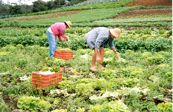 Os pequenos produtores são os maiores responsáveis pela agricultura orgânica no Brasil.