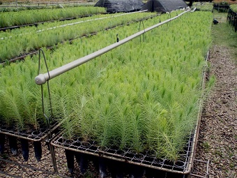 Mudas cultivadas no Viveiro Muda Brasil, em Bauru-SP (foto). 150 mil mudas são distribuidas por mês em todo o país