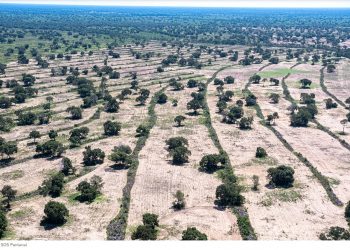 REVISÃO DE ARTIGO DO CÓDIGO FLORESTAL PODE AMEAÇAR O PANTANAL