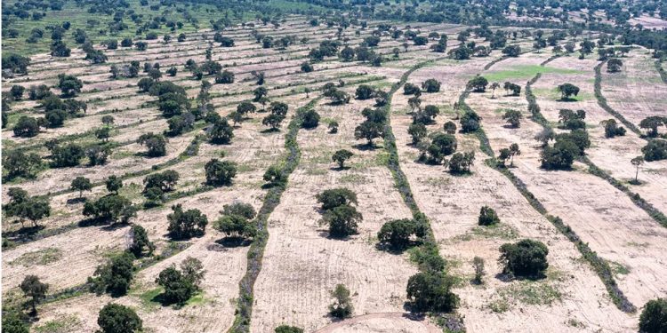 REVISÃO DE ARTIGO DO CÓDIGO FLORESTAL PODE AMEAÇAR O PANTANAL