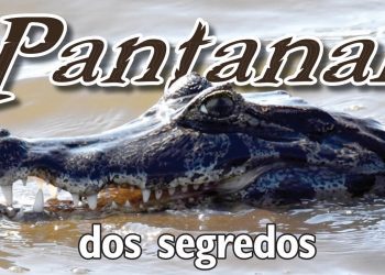 “PANTANAL DOS SEGREDOS”: EXPEDIÇÃO DE O ESTADO REVELA UM BIOMA INTOCADO; DESCUBRA