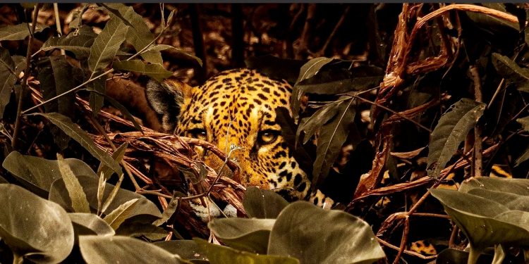 “SINFONIA DA SOBREVIVÊNCIA” FILME DE  MICHEL COELI