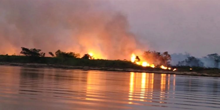 DIA DO PANTANAL: RECUPERAÇÃO DO BIOMA APÓS QUEIMADAS PODE DEMORAR DÉCADAS