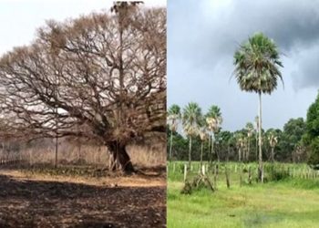 O PANTANAL ESTÁ RENASCENDO. QUAIS SÃO OS PRÓXIMOS PASSOS?