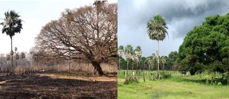 O PANTANAL ESTÁ RENASCENDO. QUAIS SÃO OS PRÓXIMOS PASSOS?