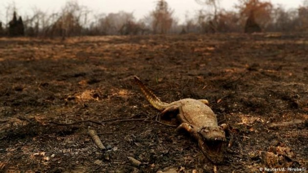 Cadáver de um jacaré queimado pelo fogo que atinge a região do Pantanal