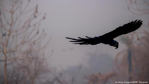 Uma arara-azul voa em meio à fumaça perto da rodovia Transpantaneira