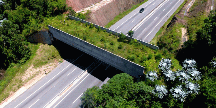 Passagem vegetada para animais em SP mostra importância de soluções sustentáveis nas rodovias do Brasil