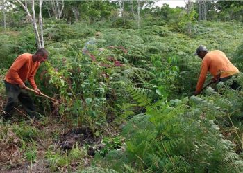 POVO PATAXÓ RESTAURA ÁREAS DEGRADADAS PARA FORMAR CORREDOR ECOLÓGICO NO SUL DA BAHIA
