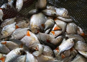 PEIXES AMAZÔNICOS MOSTRAM NO CORPO OS EFEITOS DAS MUDANÇAS CLIMÁTICAS