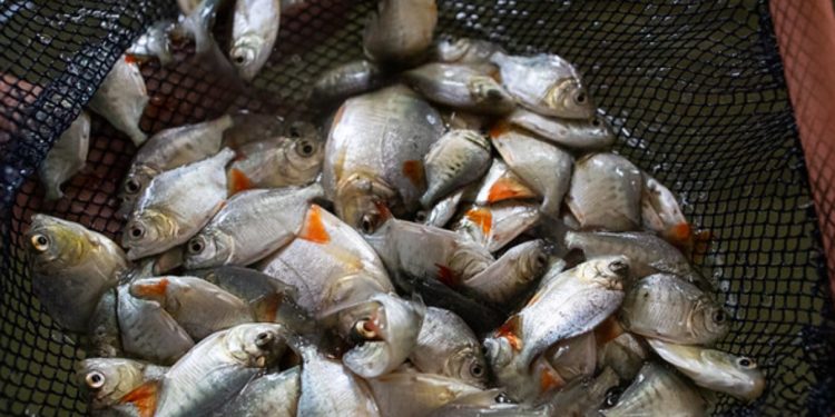 PEIXES AMAZÔNICOS MOSTRAM NO CORPO OS EFEITOS DAS MUDANÇAS CLIMÁTICAS