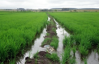 Lavoura em Bagé (RS), exemplo de agricultura sustentável. Arroz no verão, pastagem no inverno (Imagem: Reprodução/Jornal da Unicamp)