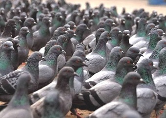 O pombo-doméstico (foto) tem o nome de "rato de asas" pela quantidade de doenças que transmite. Imagem: Reprodução/Internet (em atendimento à norma 9.610/98)