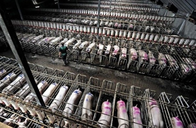 Criação de porcos nos EUA (imagem internet)