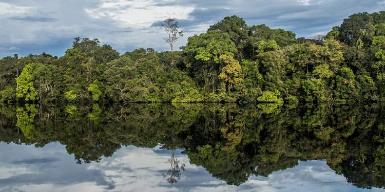 PRESERVAR 80% DA AMAZÔNIA CUSTA 7 VEZES MENOS DO QUE EUROPA GASTA COM SUAS ÁREAS DE PROTEÇÃO
