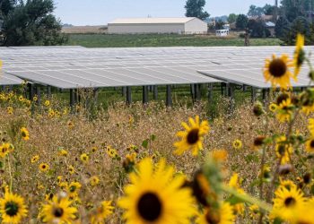 SISTEMA QUE COMBINA PRODUÇÃO DE COMIDA E ENERGIA SOLAR PODE AJUDAR FAMÍLIAS NO SEMIÁRIDO