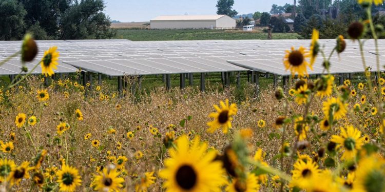 SISTEMA QUE COMBINA PRODUÇÃO DE COMIDA E ENERGIA SOLAR PODE AJUDAR FAMÍLIAS NO SEMIÁRIDO