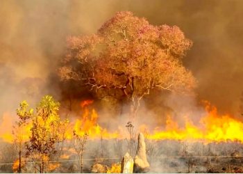 COMO PREVENIR INCÊNDIOS FLORESTAIS NA MAIOR PLANÍCIE ALAGÁVEL DO PLANETA