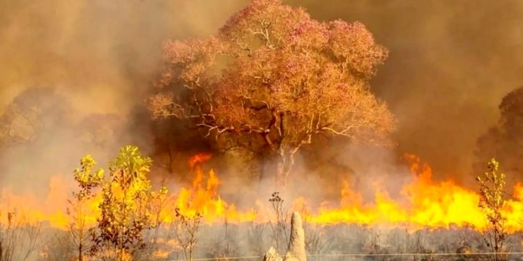 COMO PREVENIR INCÊNDIOS FLORESTAIS NA MAIOR PLANÍCIE ALAGÁVEL DO PLANETA