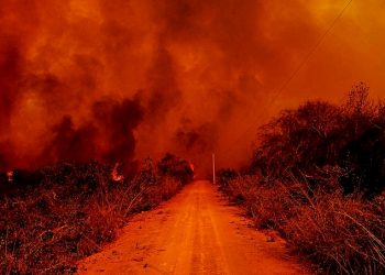 VOCÊ SABE O QUE É ECOCÍDIO? ADVOGADO EXPLICA CRIME E TIPIFICAÇÃO