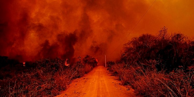 VOCÊ SABE O QUE É ECOCÍDIO? ADVOGADO EXPLICA CRIME E TIPIFICAÇÃO