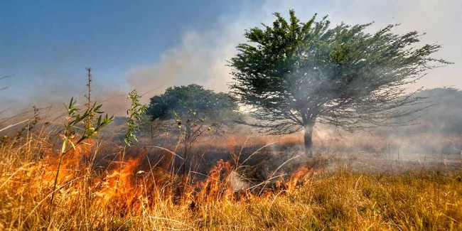 Estudo defende a necessidade da queima criteriosa para a preservação da mais rica savana do mundo, prodígio de biodiversidade e berço de importantes rios brasileiros