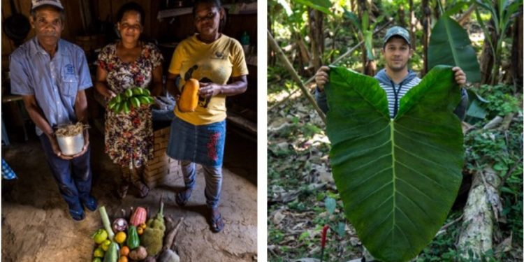 ROÇAS QUILOMBOLAS DO VALE DO RIBEIRA CONCILIAM PRODUÇÃO E CONSERVAÇÃO