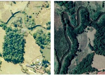 PACTO APOSTA NA REGENERAÇÃO NATURAL PARA REFLORESTAR 15 MILHÕES DE HECTARES DA MATA ATLÂNTICA