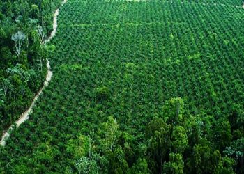 PROJETO DE REFLORESTAMENTO NA AMAZÔNIA: DUAS DÉCADAS DE SUCESSOS E DESAFIOS