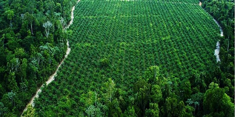 PROJETO DE REFLORESTAMENTO NA AMAZÔNIA: DUAS DÉCADAS DE SUCESSOS E DESAFIOS