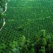 PROJETO DE REFLORESTAMENTO NA AMAZÔNIA: DUAS DÉCADAS DE SUCESSOS E DESAFIOS