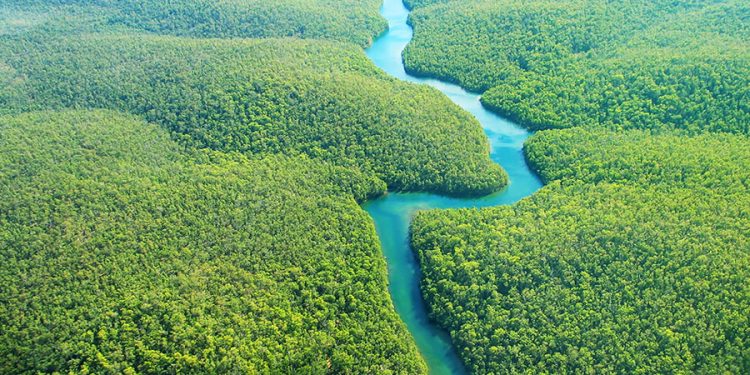 PLANTAR FLORESTA E COLHER ÁGUA É GARANTIA DE FUTURO PRÓSPERO