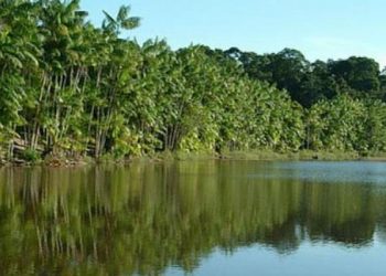 ESTUDO REVELA QUE APENAS 7% DOS RIOS DA MATA ATLÂNTICA APRESENTAM ÁGUA DE BOA QUALIDADE