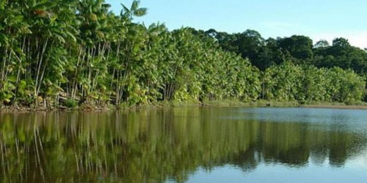 ESTUDO REVELA QUE APENAS 7% DOS RIOS DA MATA ATLÂNTICA APRESENTAM ÁGUA DE BOA QUALIDADE
