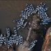 A AGONIA DO PARAGUAI: RIO QUE DÁ VIDA AO PANTANAL ESTÁ NA SITUAÇÃO MAIS CRÍTICA DO BRASIL