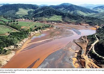 PLANTAS NATIVAS CONTRIBUEM PARA EXTRAÇÃO DE METAIS PESADOS DO SOLO NA REGIÃO DO RIO DOCE