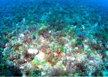 AS GRAVES CONSEQUÊNCIAS AMBIENTAIS E ECONÔMICAS DA MINERAÇÃO MARINHA COMO ALTERNATIVA PARA OBTENÇÃO DE UM FERTILIZANTE