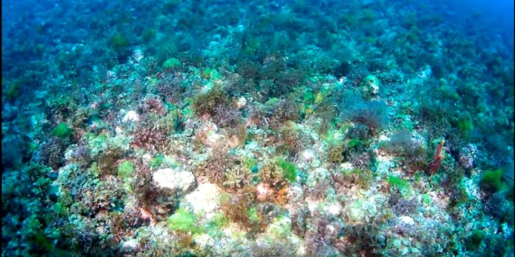 AS GRAVES CONSEQUÊNCIAS AMBIENTAIS E ECONÔMICAS DA MINERAÇÃO MARINHA COMO ALTERNATIVA PARA OBTENÇÃO DE UM FERTILIZANTE