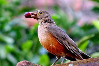 O canto do sabiá-laranjeira (foto), tira o sono de paulistanos. Imagem: Reprodução/Internet (em atendimento à norma legal 9.610/98) 