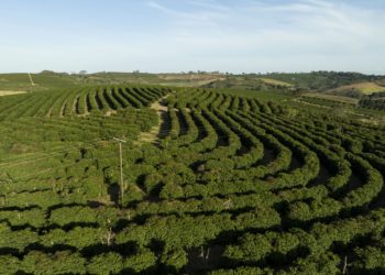 ASSOCIAÇÃO DOS CAFEICULTORES DO SUDOESTE DE MINAS E SEBRAE LANÇAM MARCA TERRITÓRIO PARA VALORIZAR A ORIGEM PRODUTORA