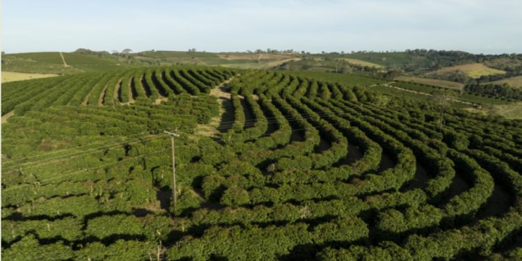ASSOCIAÇÃO DOS CAFEICULTORES DO SUDOESTE DE MINAS E SEBRAE LANÇAM MARCA TERRITÓRIO PARA VALORIZAR A ORIGEM PRODUTORA