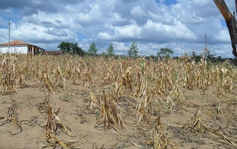 Elevação do clima pode alterar frequência de chuvas na região Nordeste, afetando produção agrícola. (Imagem: Reprodução/Internet)