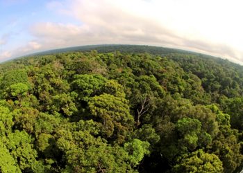 NOVO CÓDIGO FLORESTAL NÃO TEM AVANÇADO NA MATA ATLÂNTICA, MOSTRA ESTUDO