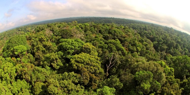 NOVO CÓDIGO FLORESTAL NÃO TEM AVANÇADO NA MATA ATLÂNTICA, MOSTRA ESTUDO