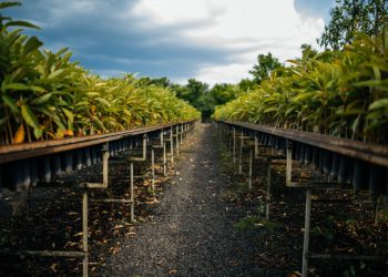 COM QUASE 42 MILHÕES DE ÁRVORES NATIVAS PLANTADAS, O QUE TEMOS A DIZER?