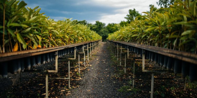 COM QUASE 42 MILHÕES DE ÁRVORES NATIVAS PLANTADAS, O QUE TEMOS A DIZER?